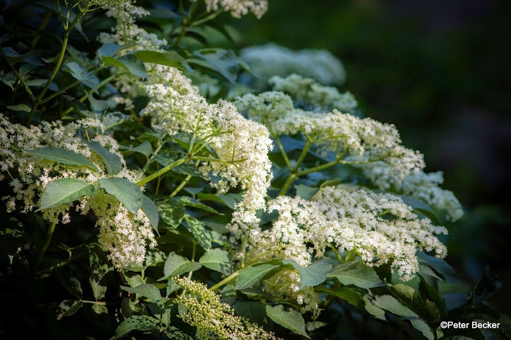 Holunderblüten ausgebacken